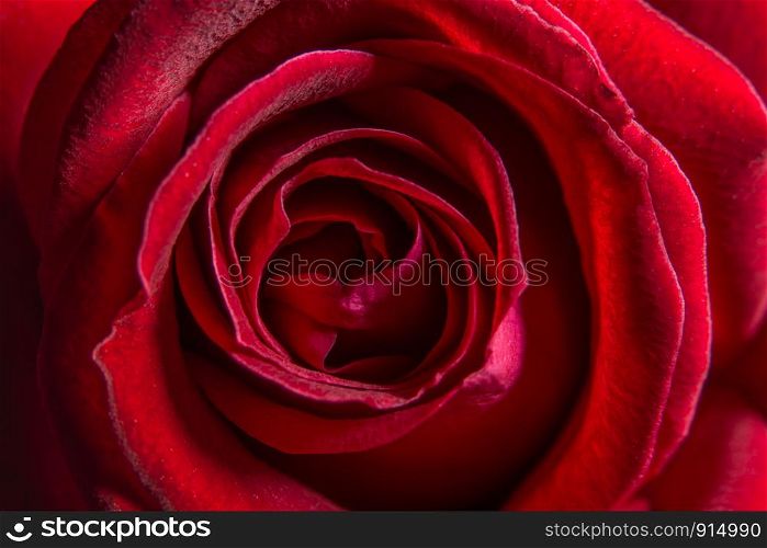 Background flower pattern roses