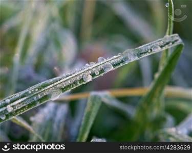 background from a green grass with hoarfrost close up