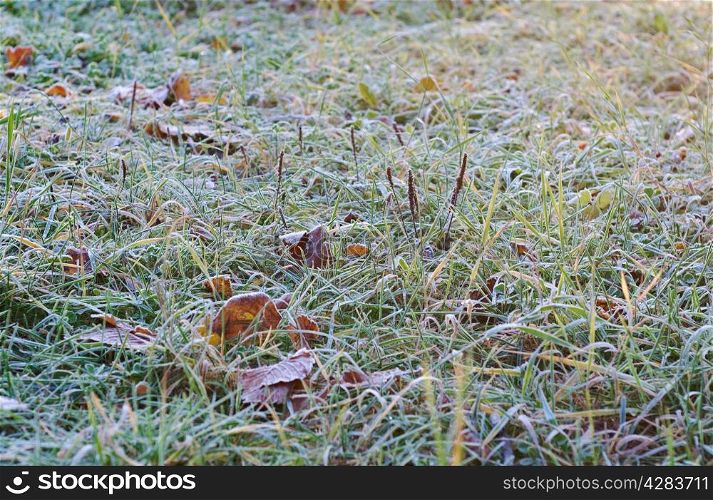 background from a green grass with hoarfrost close up