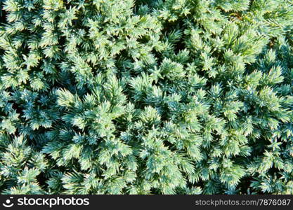 Background from a juniper branch