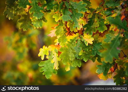 background from autumn green and orange leaves