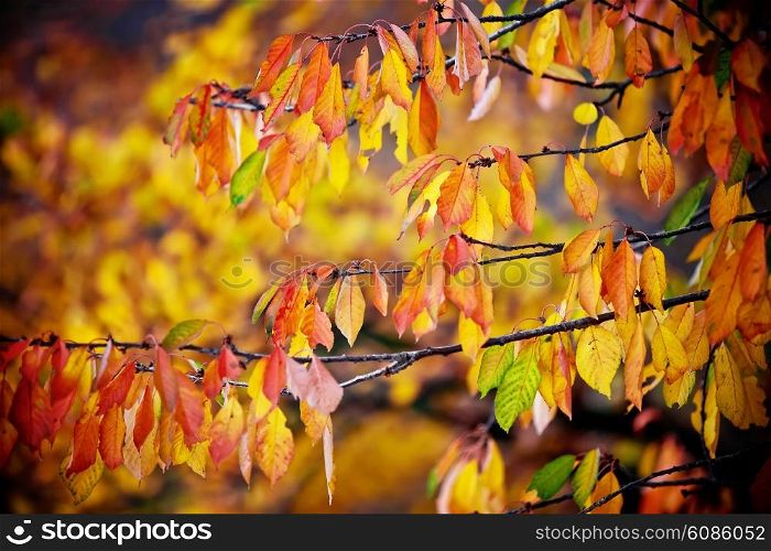 background from autumn yellow and orange leaves