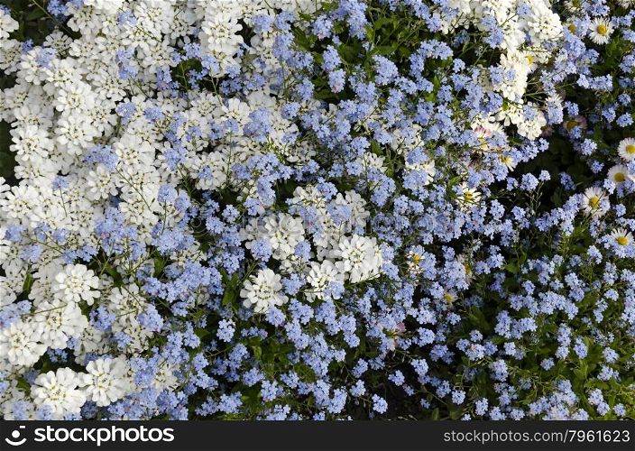 Background from blue forget me not (Alyosotis palustris) and iberis (Iberis sempervirens) garden flower, Bulgaria