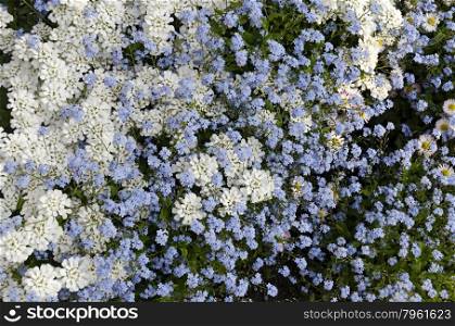 Background from blue forget me not (Alyosotis palustris) and iberis (Iberis sempervirens) garden flower, Bulgaria