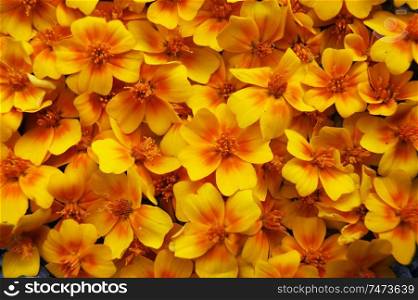 Background from ensemble flower marigold of the wanted colour. Flower yellow marigold colour bright decorative background