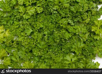 Background from fresh green parsley suitable in food
