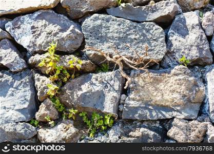 background from old cobblestone wall with green plant in cracks