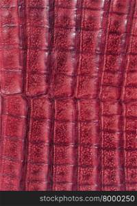 Background from red alligator leather