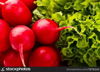 background from red radish and salad lettuce