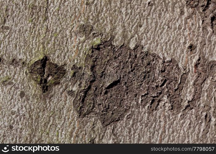 background from the bark of the oak tree