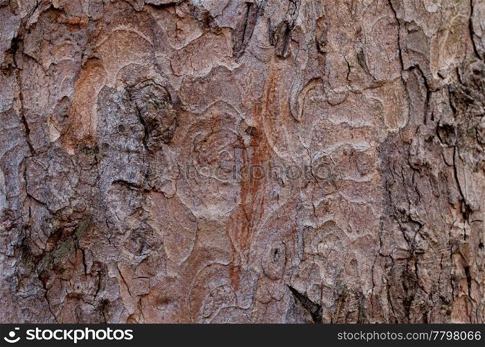 background from the bark of the oak tree