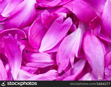 background from the pile of the petals of a pion