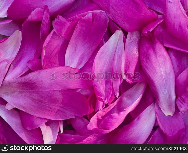 background from the pile of the petals of a pion