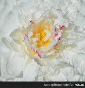 Background from white peony