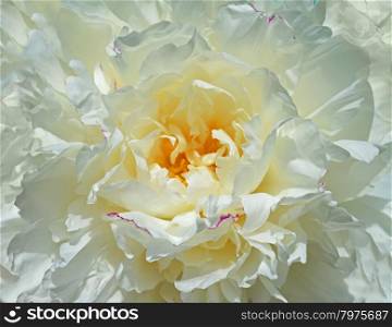 Background from white peony