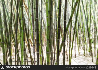 background green bamboo grove