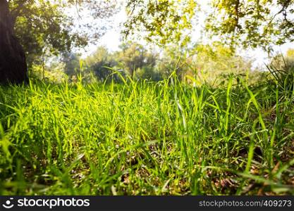 background - green grass and blue sky