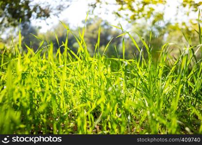 background - green grass and blue sky