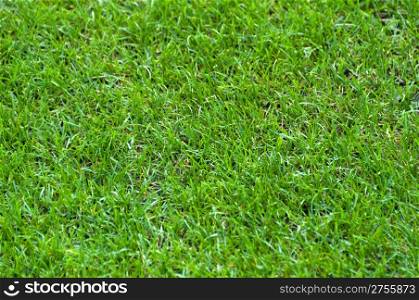 background green grass of a football stadium