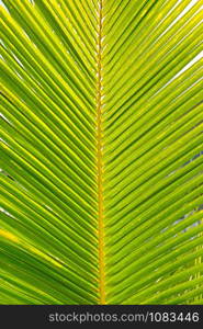 Background green leaves coconut palm.