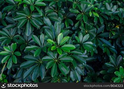 background green texture, nature leaf tree, natural tone backdrop