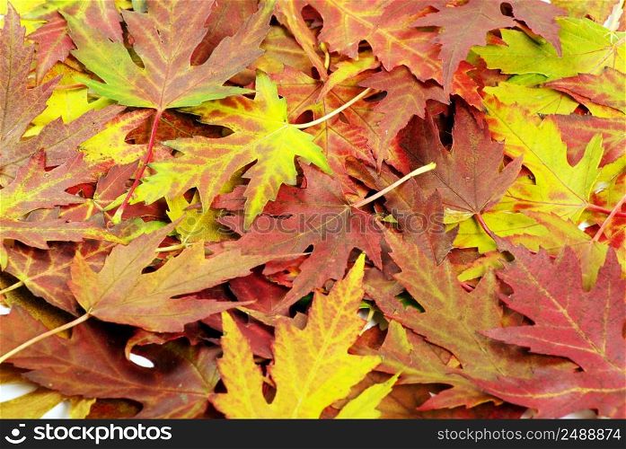 Background group autumn orange leaves