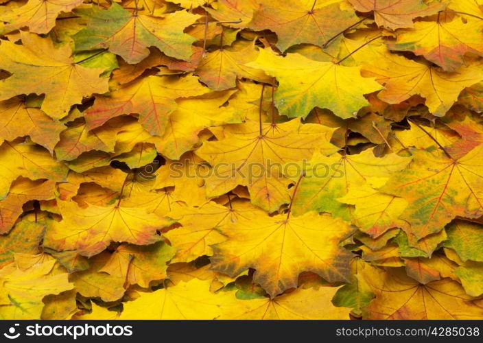 Background group autumn orange leaves