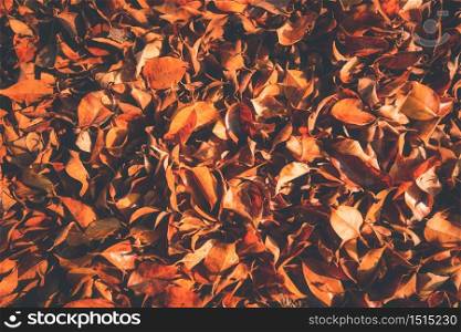 Background group autumn orange leaves. Selective focus