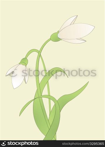 Background illustration with common snowdrop