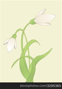 Background illustration with common snowdrop