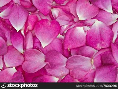 background image of beautiful pink rose petals . rose petal background