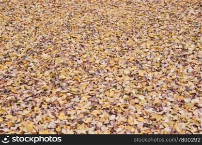 background image of fallen elm leaves in autumn or fall