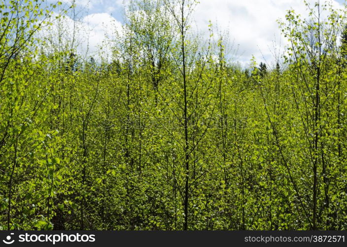 Background image of springtime in the woods with fresh green foliage and a blue sky with white clouds