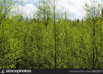 Background image of springtime in the woods with fresh green foliage and a blue sky with white clouds