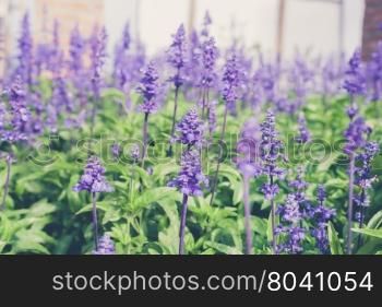 Background image with field violet flowers of lavender