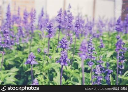 Background image with field violet flowers of lavender