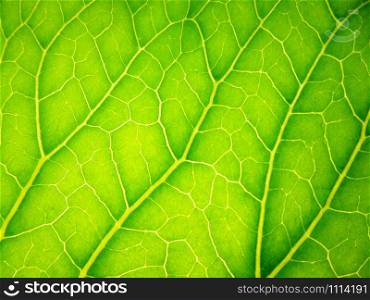Background in the form of green leaf closeup. The sun shines through the sheet. For medicine, health, cosmetics, natural products. Diagonal arrangement. Background in the form of green leaf closeup. The sun shines through the sheet