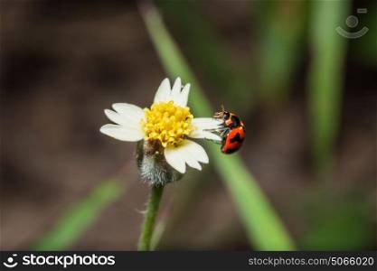 Background ladybug on wild flowers