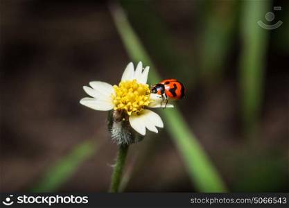 Background ladybug on wild flowers