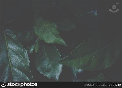 Background leaves dark tones