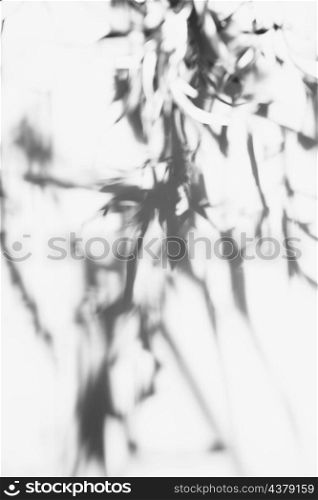 background leaves isolated white background