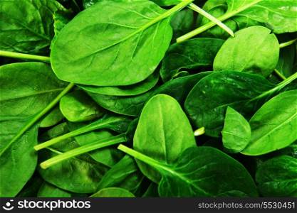 background leaves of spinach. fresh greens