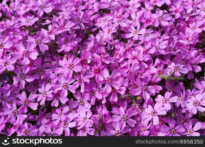 background lilac flowers, background from small pink flowers. background from small pink flowers, background lilac flowers