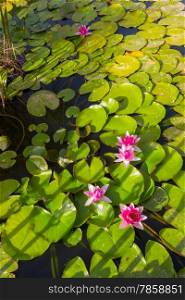 background Lotus flower in a pond or lake