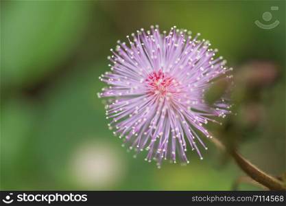 Background macro flower