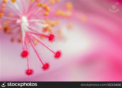 Background macro flower pink