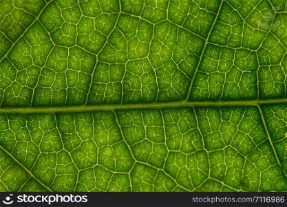 Background macro green leaf