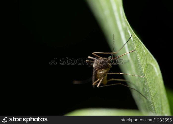 Background macro mosquito on leaf
