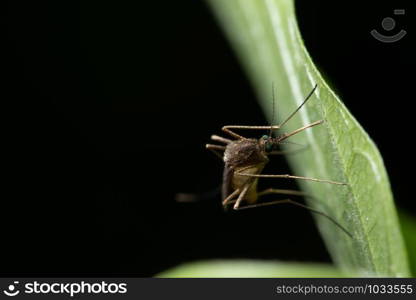 Background macro mosquito on leaf