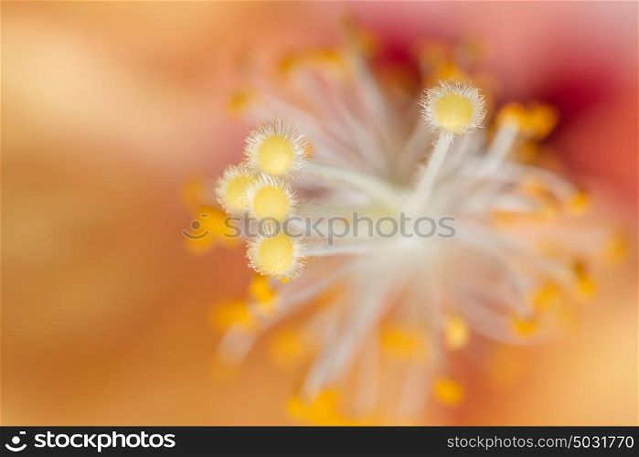 Background macro orange pollen